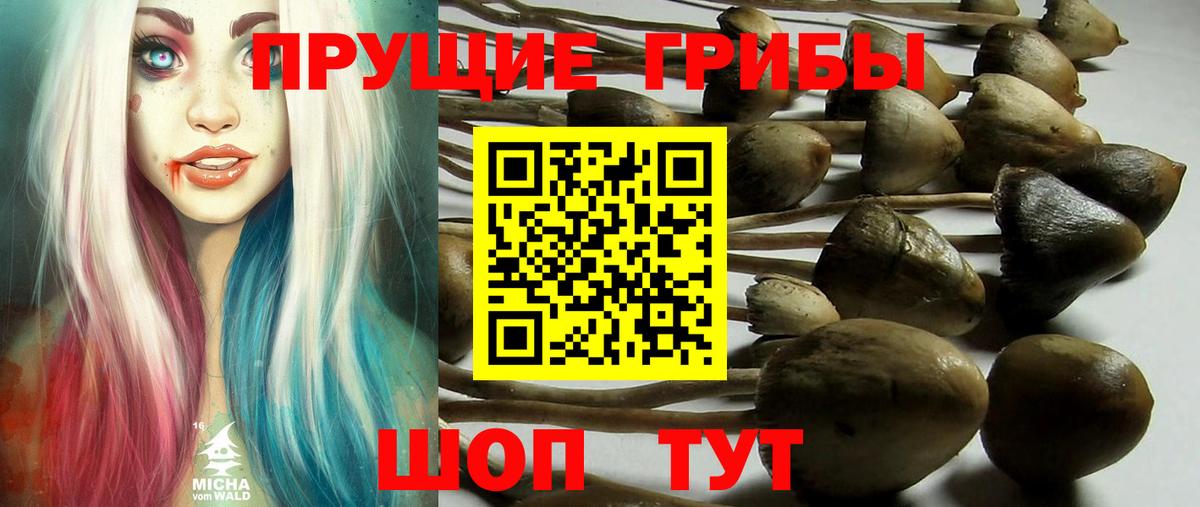 Чистополь  Галлюциногенные грибы Cubensis  Вход с VPN 